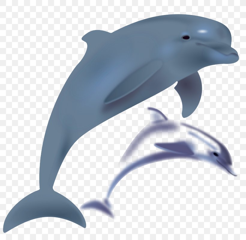 Dolphin Free Content Clip Art, PNG, 800x800px, Dolphin, Beak, Blog, Bottlenose Dolphin, Chinese White Dolphin Download Free