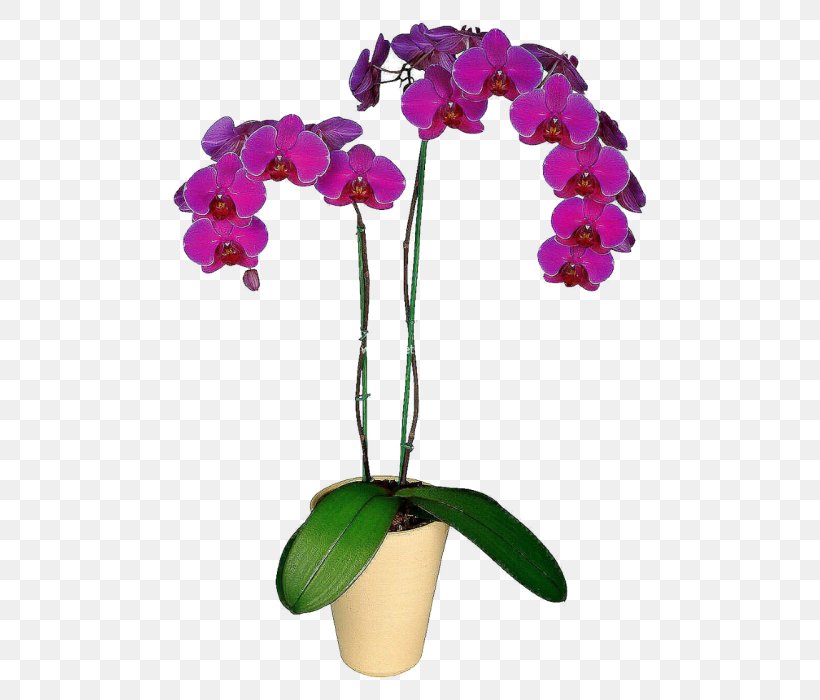 Moth Orchids Flower Houseplant Dendrobium, PNG, 700x700px, Moth Orchids, Blossom, Boat Orchid, Cattleya, Color Download Free