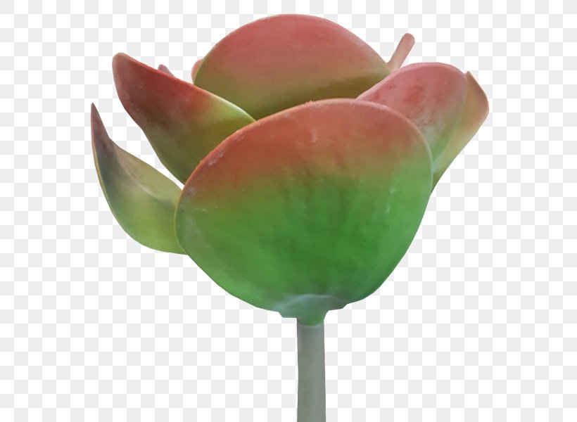 Serial Code Product Key Keygen Succulent Plant Software Cracking, PNG, 800x600px, Serial Code, Bud, Cut Flowers, Flower, Flower Bouquet Download Free