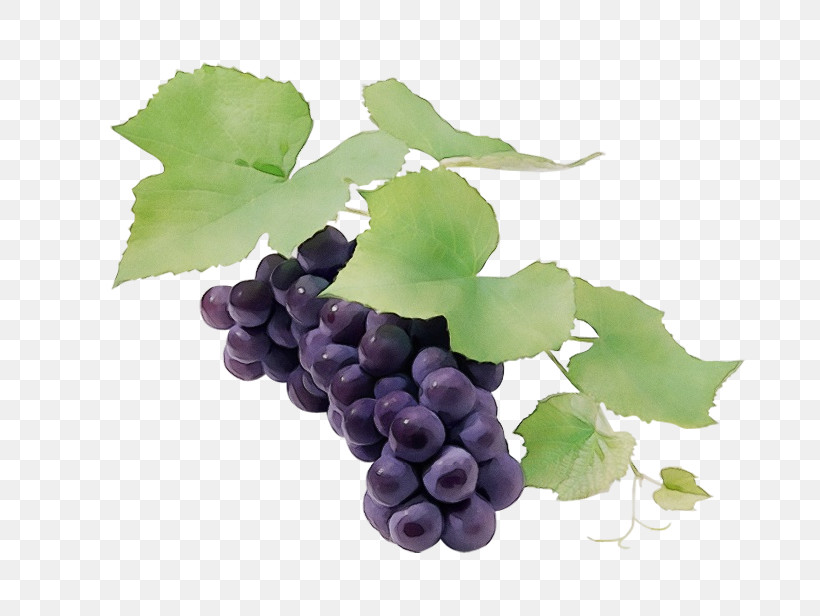Sultana Seedless Fruit Grape Leaves Grapevines, PNG, 776x616px, Watercolor, Biology, Childrens Film, Common Grape Vine, Family Download Free