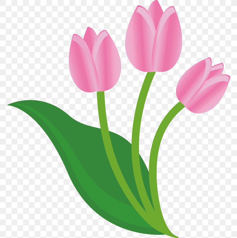 Tulip Flower Clip Art, PNG, 774x824px, Tulip, Flower, Flowering Plant, Lily Family, Magenta Download Free