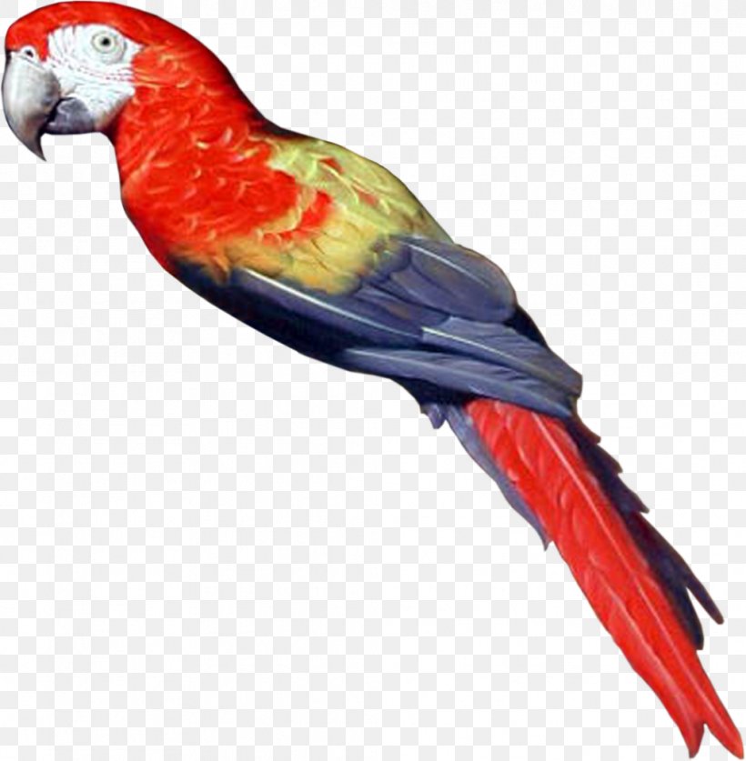 Bird Parrot Clip Art, PNG, 1014x1036px, Bird, Animal, Beak, Blog, Common Pet Parakeet Download Free