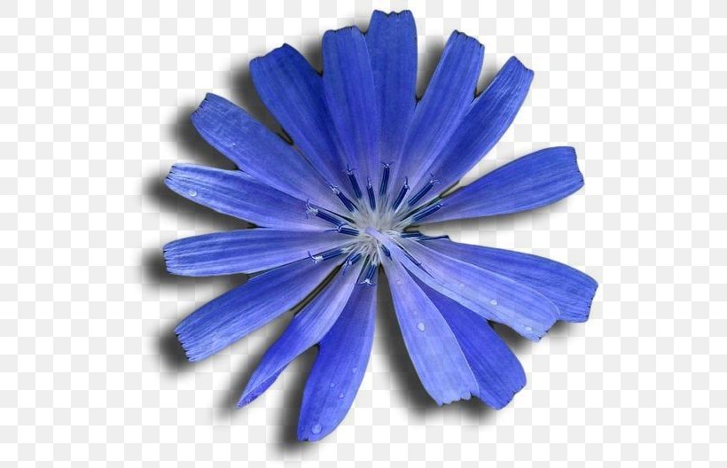 Chicory, PNG, 537x528px, Chicory, Blue, Cobalt Blue, Flower, Petal Download Free