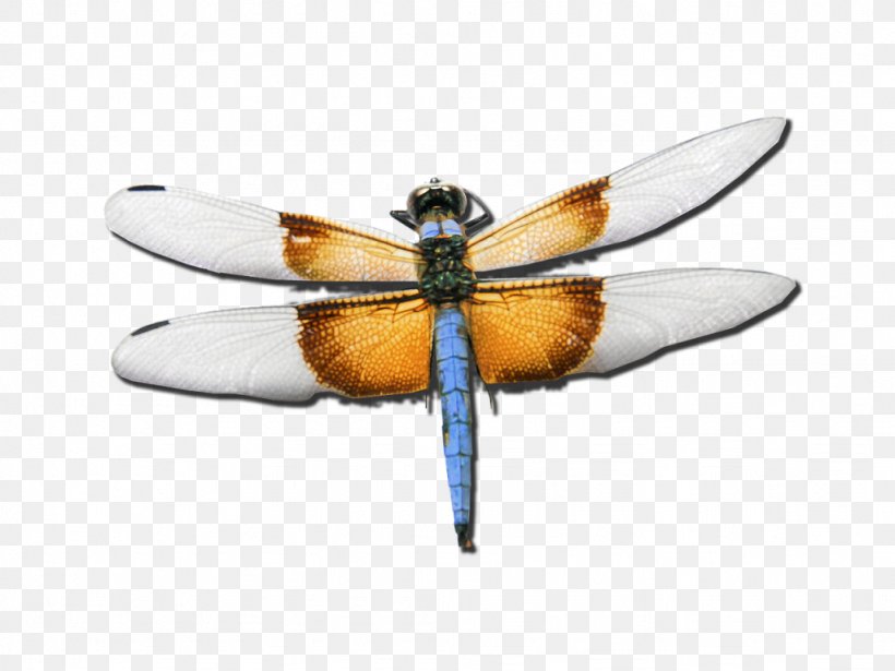 Employee Assistance Program Insect Dragonfly Psychotherapist, PNG, 1024x768px, Employee Assistance Program, Arthropod, Butterflies And Moths, Clinic, Dragonflies And Damseflies Download Free