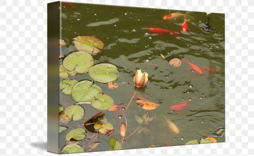 Koi Fish Pond Photography Water Lilies, PNG, 650x504px, Koi, Allposterscom, Electronic Frontier Foundation, Fish Pond, Leaf Download Free