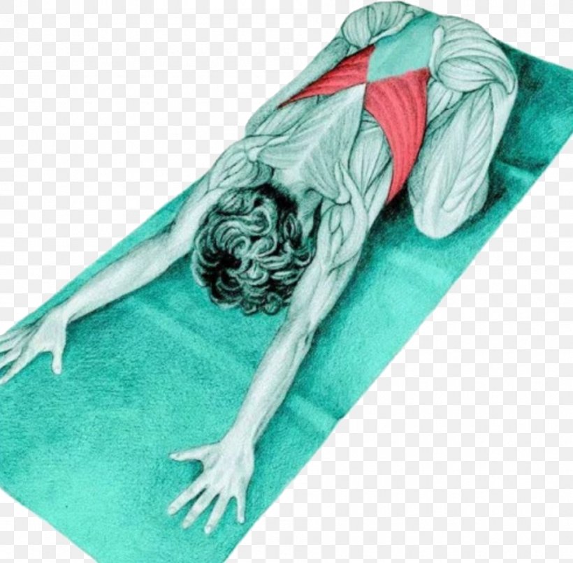 Yoga Anatomy Bālāsana Stretching Supta Virasana Latissimus Dorsi Muscle, PNG, 950x934px, Watercolor, Cartoon, Flower, Frame, Heart Download Free