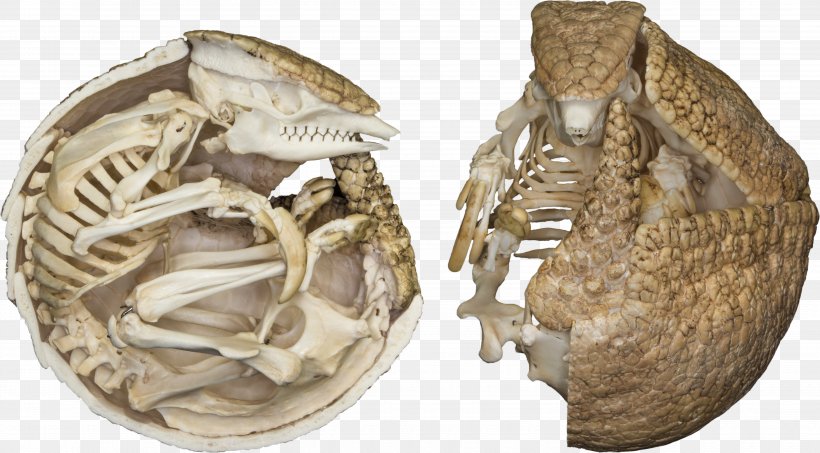 Brazilian Three-banded Armadillo Skeletons: Museum Of Osteology, PNG, 5619x3108px, Armadillo, Anatomy, Animal, Big Hairy Armadillo, Bone Download Free