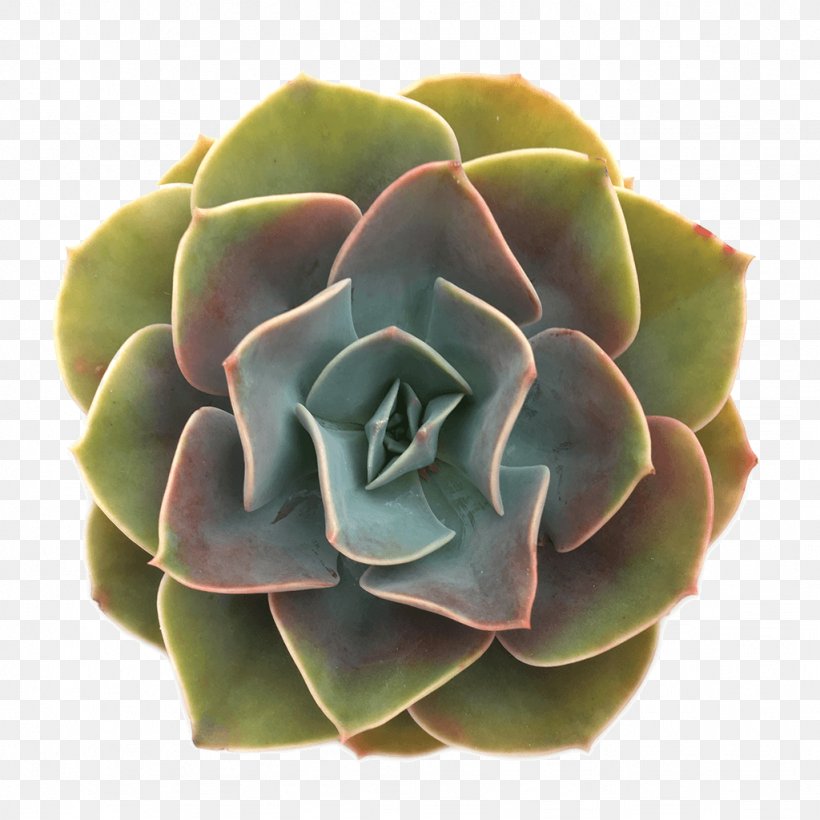 Succulent Plant Echeveria Rosette Cactaceae, PNG, 1024x1024px, Plant, Anacampseros, Cactaceae, Echeveria, Echeveria Purpusorum Download Free