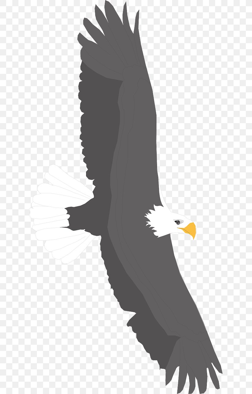 Bald Eagle Bird Clip Art, PNG, 640x1280px, Bald Eagle, Accipitriformes, Beak, Bird, Bird Of Prey Download Free