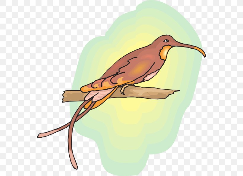 Bird Drawing Clip Art, PNG, 570x597px, Bird, Beak, Drawing, Fauna, Feather Download Free