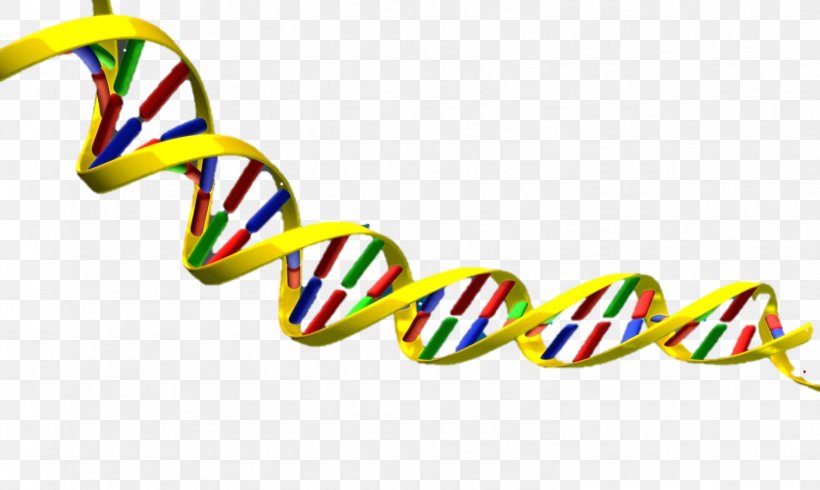 DNA Nucleic Acid Double Helix Clip Art, PNG, 1506x901px, Dna, Dna Replication, Dnau2013dna Hybridization, Free Content, Gene Download Free