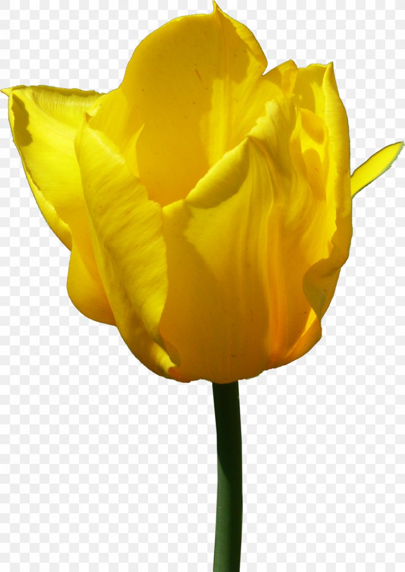 Flower Yellow Tulip Clip Art, PNG, 905x1280px, Flower, Bud, Color, Cut Flowers, Depositfiles Download Free