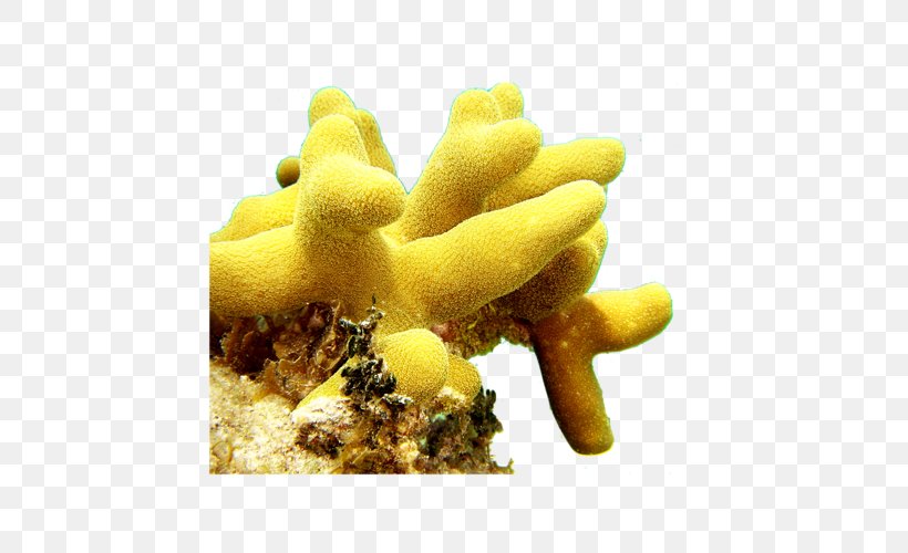 Yellow Organism Coral, PNG, 500x500px, Benthic Zone, Coral, Coral Reef, Fish, Invertebrate Download Free