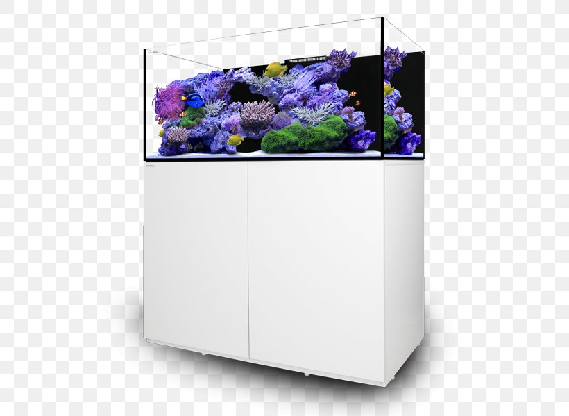 Reef Aquarium Sea Life Centres Hobby Glass, PNG, 547x600px, Aquarium, Aquarium Lighting, Celebrity, Cobalt Blue, Floral Design Download Free