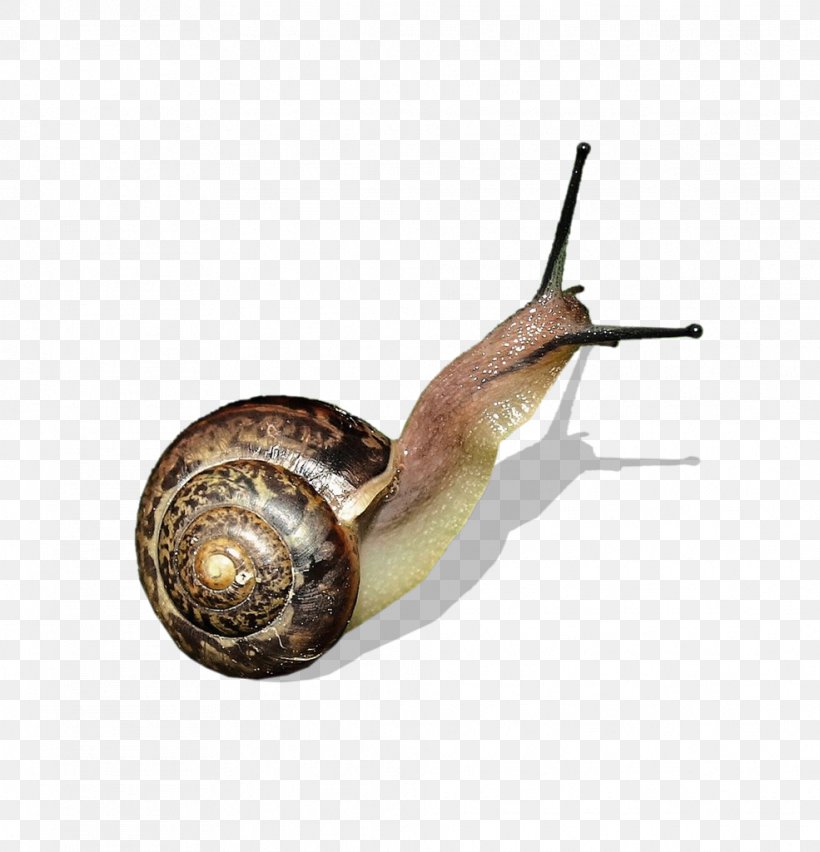 Snail Orthogastropoda Clip Art, PNG, 985x1024px, Snail, Animal, Elephant, Invertebrate, Molluscs Download Free