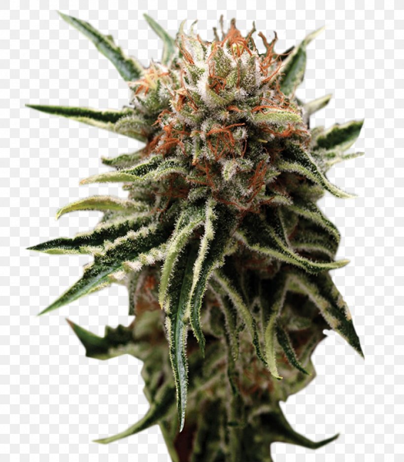 Autoflowering Cannabis Seed Bank Marijuana Skunk, PNG, 1400x1600px, Autoflowering Cannabis, Cannabidiol, Cannabigerol, Cannabis, Cannabis Ruderalis Download Free