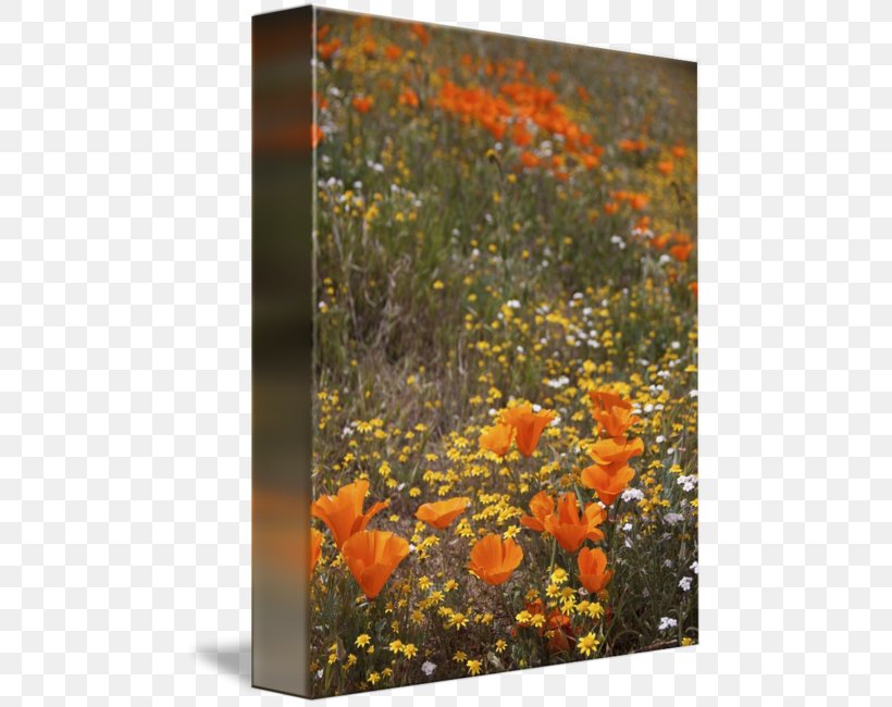 California Poppy Painting Work Of Art, PNG, 477x650px, Poppy, Art, California, California Poppy, Canvas Download Free