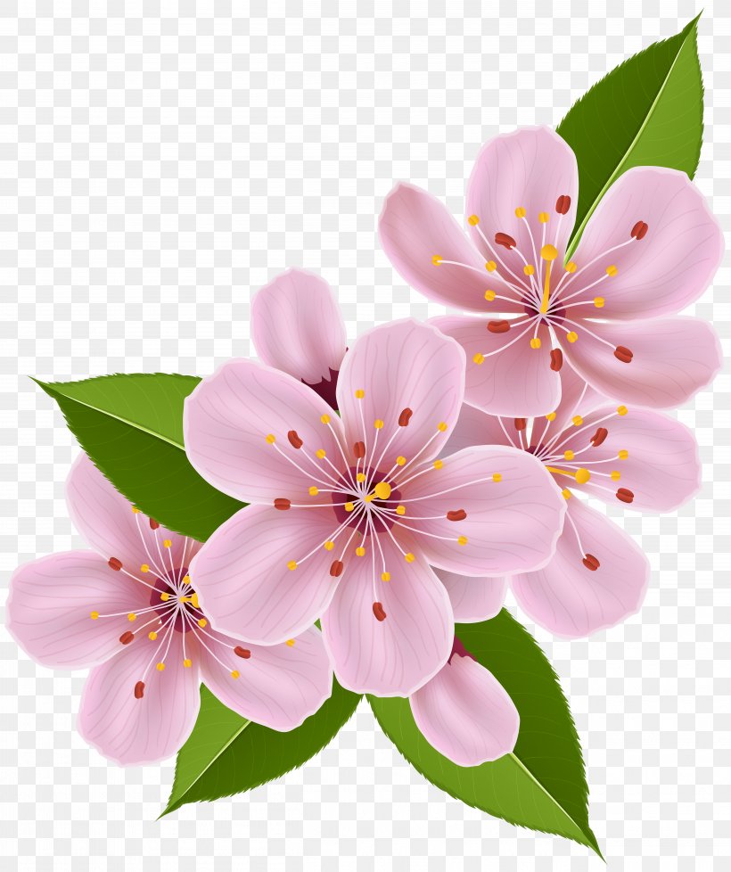 Cherry Blossom Flower Paper Clip Art, PNG, 5027x6000px, Blossom, Branch, Cherry Blossom, Drawing, Floristry Download Free