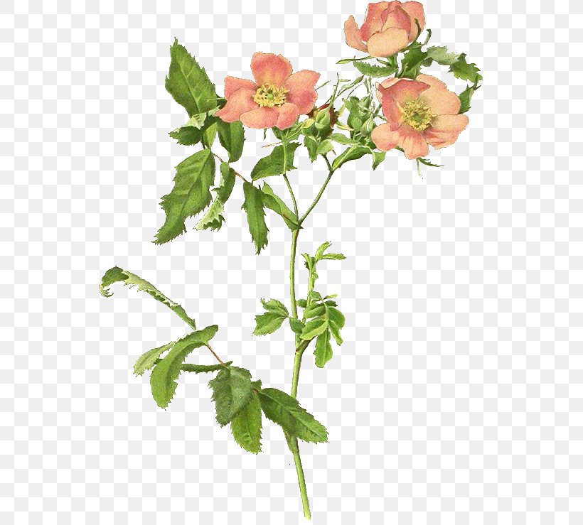 Garden Roses Dog-rose Rosa Blanda Centifolia Roses Clip Art, PNG, 541x739px, Garden Roses, Branch, Centifolia Roses, Cut Flowers, Decoupage Download Free
