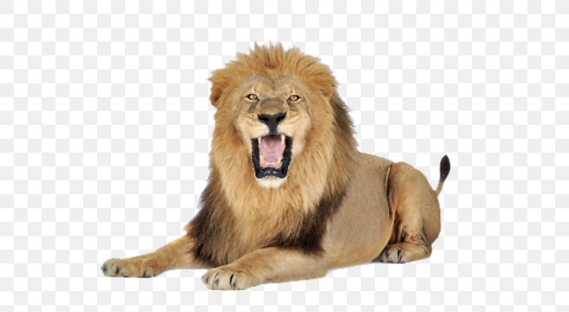 Lion Felidae Clip Art, PNG, 600x450px, Lion, Big Cats, Carnivoran, Cat Like Mammal, Display Resolution Download Free