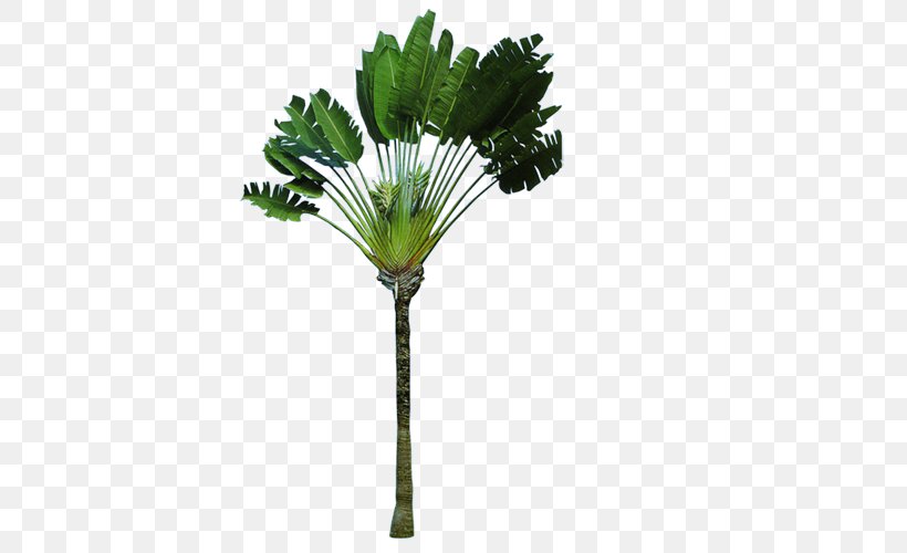 Madagascar Arecaceae Ravenala Tree Strelitziaceae, PNG, 500x500px, Madagascar, Areca Palm, Arecaceae, Arecales, Banana Download Free