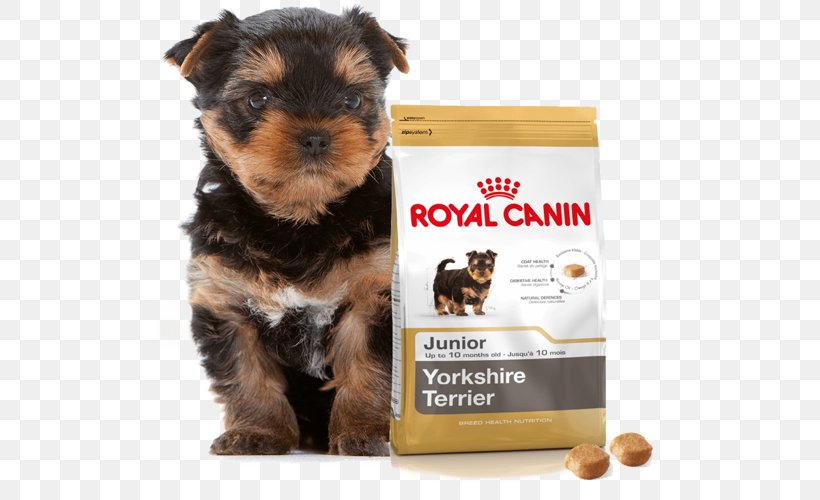 Yorkshire Terrier Puppy Cat Kitten Dog Food, PNG, 505x500px, Yorkshire Terrier, Breed, Carnivoran, Cat, Companion Dog Download Free