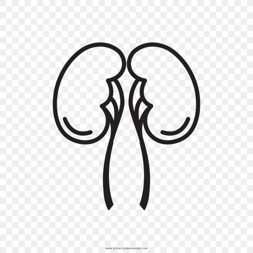 Clip Art Drawing Kidney Image Vector Graphics, PNG, 1000x1000px, Drawing, Black And White, Body Jewelry, Entertainment, Fotosearch Download Free