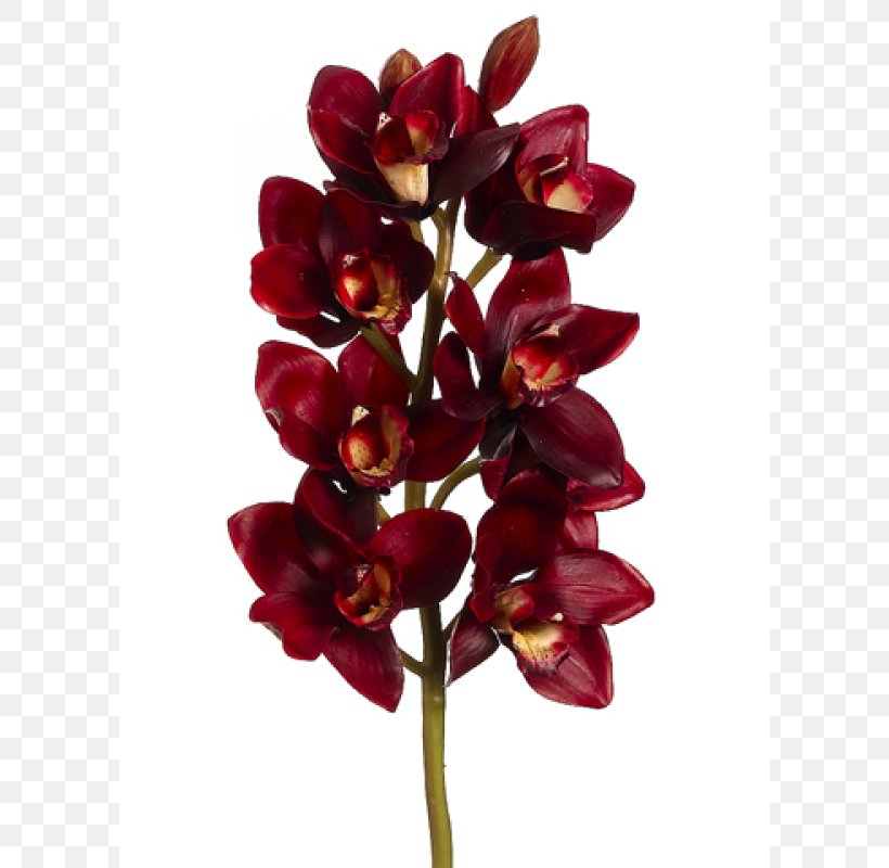 Cut Flowers Maroon Burgundy Color, PNG, 800x800px, Flower, Blue, Boat Orchid, Burgundy, Color Download Free