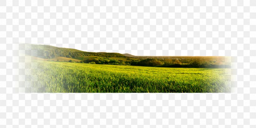 Ecosystem Grassland Land Lot Real Property, PNG, 1920x960px, Ecosystem, Crop, Field, Grass, Grass Family Download Free