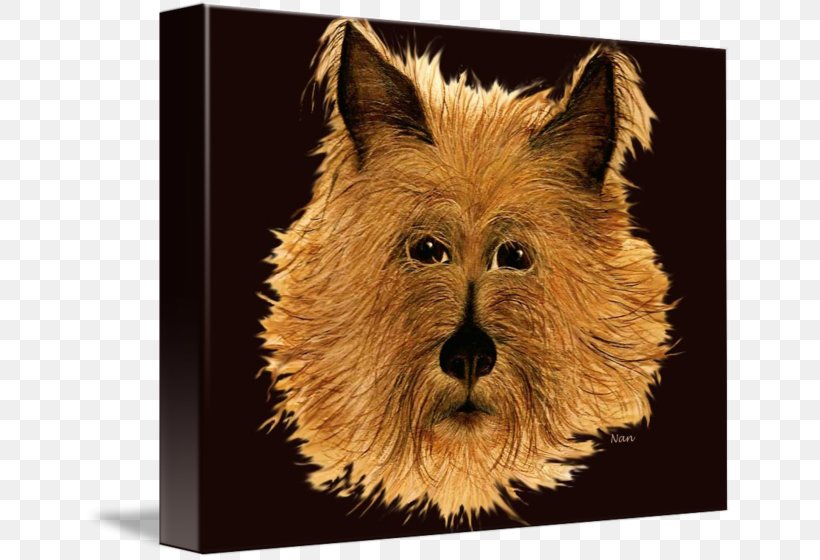 Norwich Terrier Australian Terrier Cairn Terrier Irish Terrier Dog Breed, PNG, 650x560px, Norwich Terrier, Australia, Australian Terrier, Australians, Breed Download Free