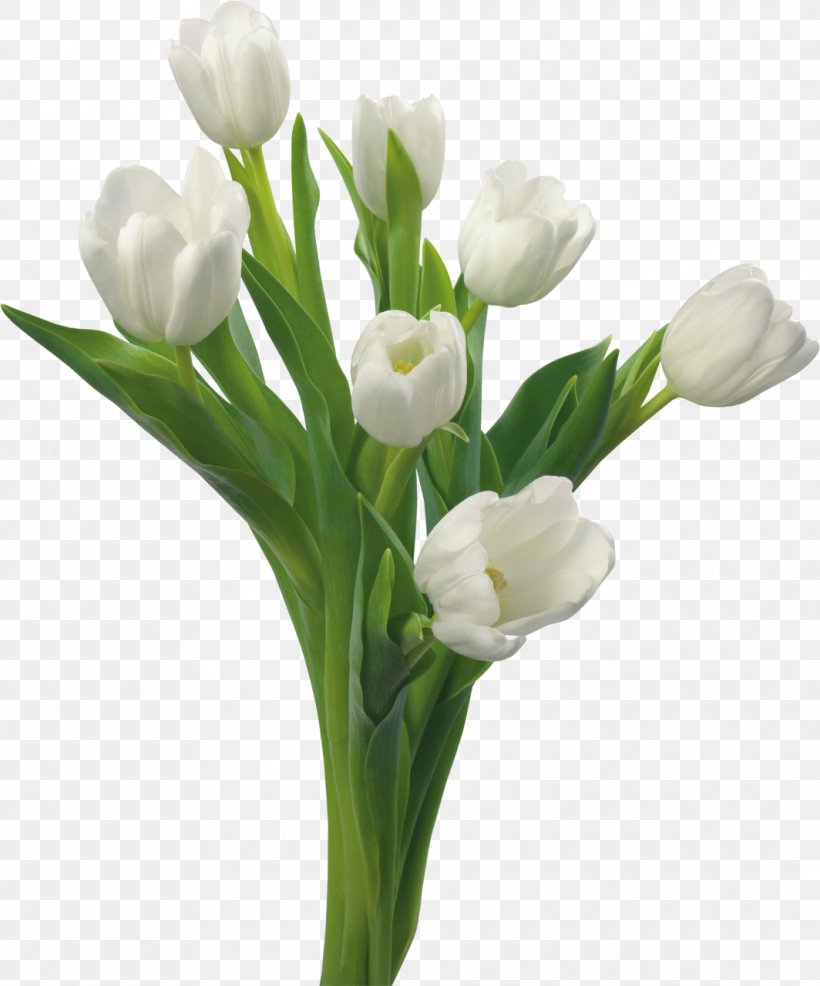 Tulip White Flower Bouquet Yellow, PNG, 1064x1280px, Tulip, Color, Cut Flowers, Floral Design, Floristry Download Free