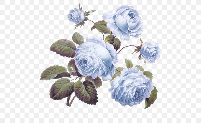 Centifolia Roses Decal Pink Cabbage Wallpaper, PNG, 500x501px, Centifolia Roses, Artificial Flower, Blue, Blue Rose, Cabbage Download Free
