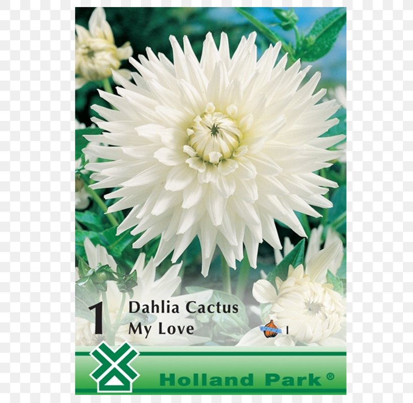 Dahlia Bulbs And Tubers Cactus Plants, PNG, 800x800px, Dahlia, Aster, Begonia, Bulb, Bulbs And Tubers Download Free