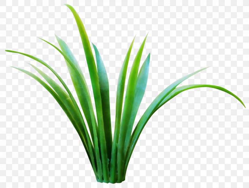 Green Grass Plant Leaf Grass Family, PNG, 1960x1480px, Watercolor, Flower, Flowering Plant, Grass, Grass Family Download Free
