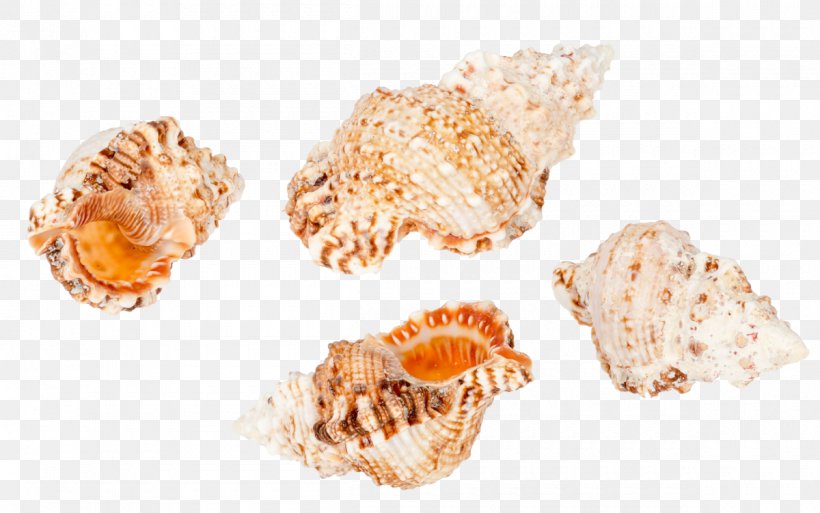 Seashell Conchology Cockle Sea Snail, PNG, 1200x751px, Seashell, Clams Oysters Mussels And Scallops, Cockle, Conch, Conchology Download Free