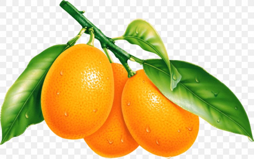Clip Art Kumquat Openclipart Orange, PNG, 957x600px, Kumquat, Citric Acid, Citrus, Flowering Plant, Food Download Free