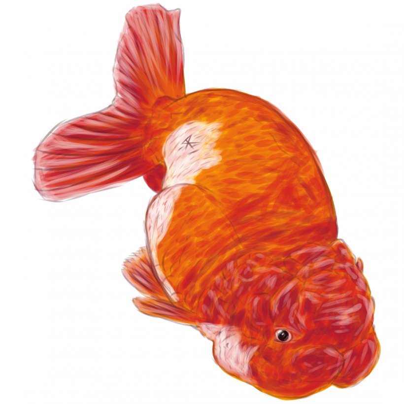 Goldfish Feeder Fish Bony Fishes Vertebrate, PNG, 1080x1080px, Goldfish, Animal, Biology, Bony Fish, Bony Fishes Download Free