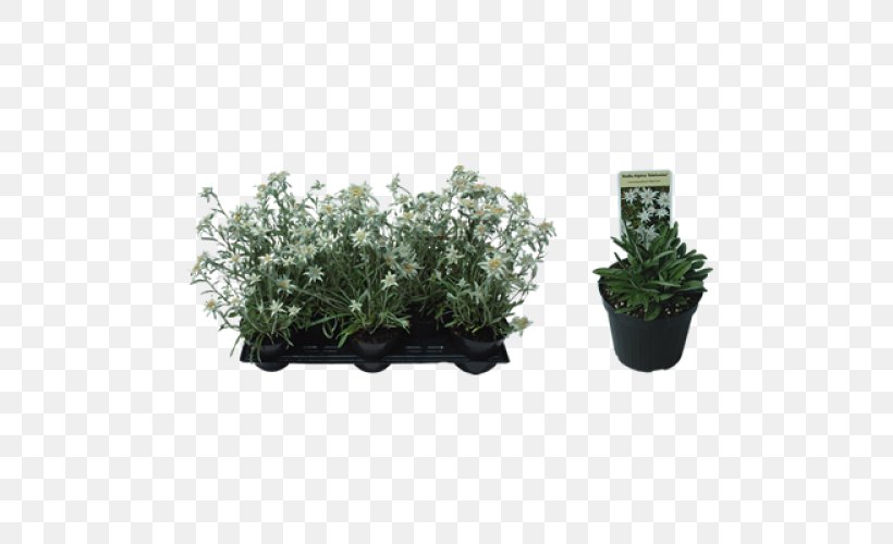 Herb Subshrub Flowerpot, PNG, 500x500px, Herb, Flowerpot, Grass, Plant, Shrub Download Free