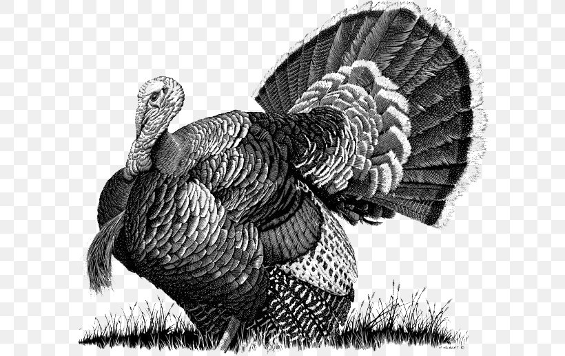 Turkey Drawing Scratchboard Photography Illustration, PNG, 600x518px