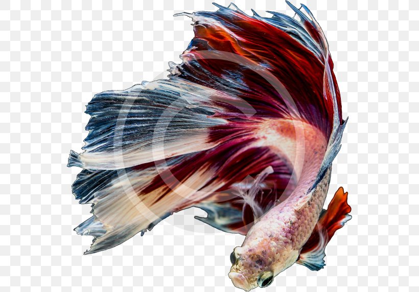 Aquarium Tropical Fish Poly Australia, PNG, 560x571px, Aquarium, Australia, Boxedcom, Business, Expert Download Free