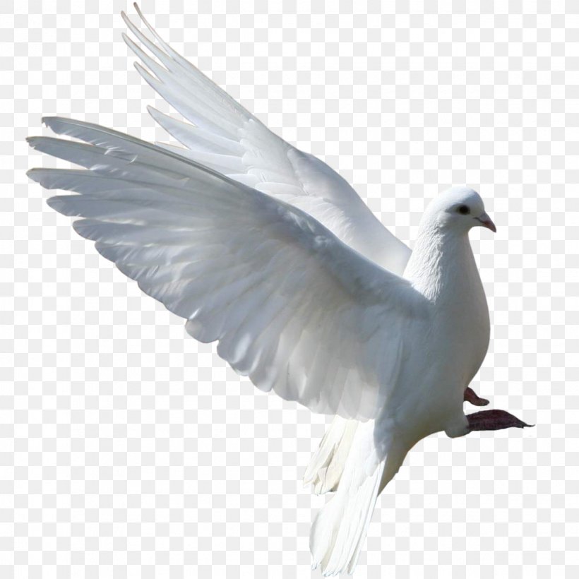 Columbidae Bird Rock Dove Gulls Squab, PNG, 1122x1122px, Columbidae, Beak, Bird, Charadriiformes, Doves As Symbols Download Free