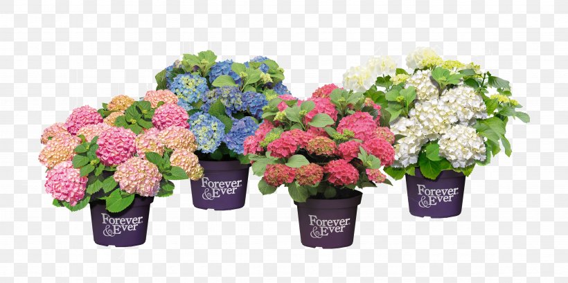 French Hydrangea Cut Flowers Flowerpot Pruning, PNG, 4724x2362px, French Hydrangea, Annual Plant, Artificial Flower, Bud, Cornales Download Free