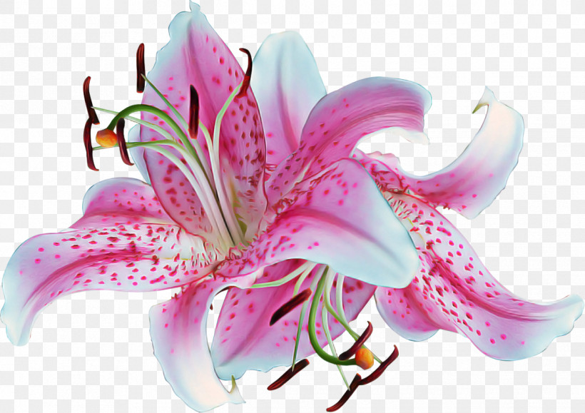 Lily Flower Stargazer Lily Petal Pink, PNG, 1219x861px, Lily, Amaryllis Belladonna, Amaryllis Family, Crinum, Cut Flowers Download Free
