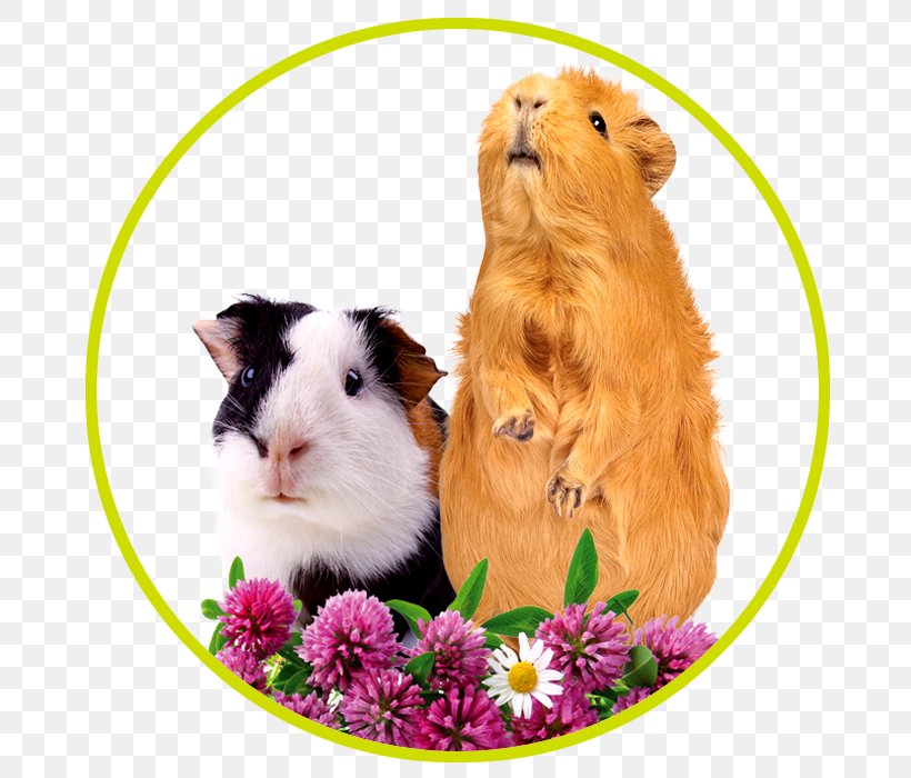 Pet Guinea Pigs Peruvian Guinea Pig Rodent Hamster, PNG, 700x700px, Pig, Animal, Cage, Cavia, Fur Download Free
