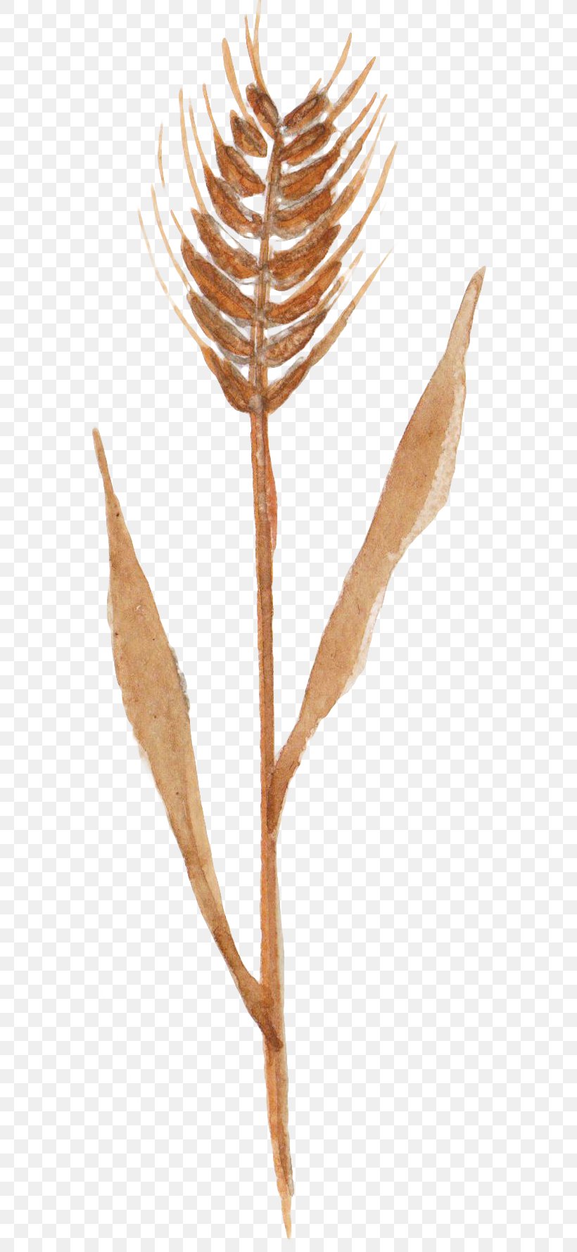 Autumn Wheat Crop, PNG, 600x1780px, Autumn, Branch, Crop, Drawing, Grain Download Free