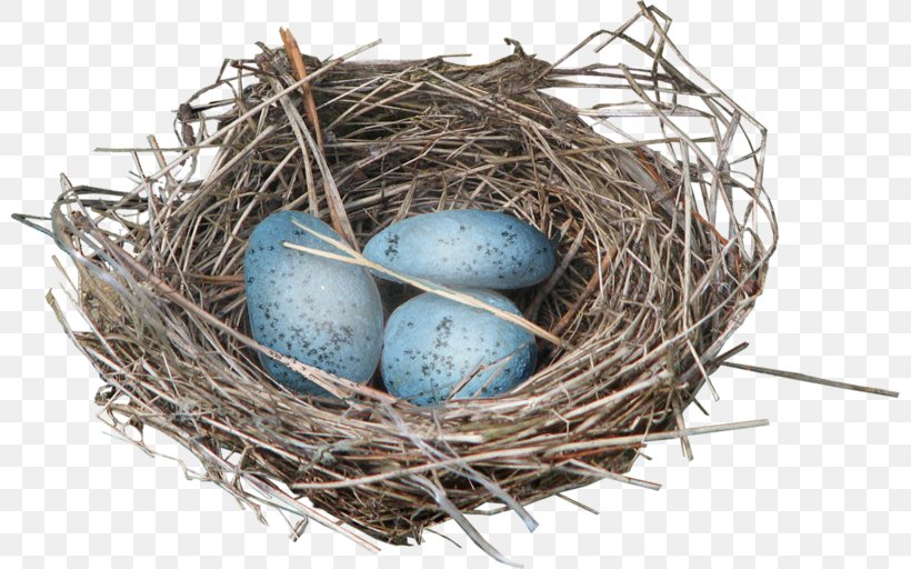 Bird Eggs Bird Nest Clip Art, PNG, 800x512px, Bird, Android, Bird Eggs, Bird Nest, Egg Download Free