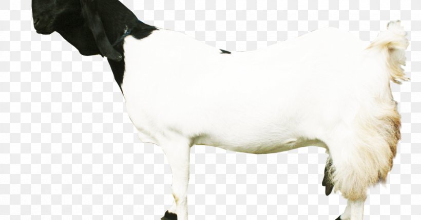Sheep Dairy Cattle Jamnapari Goat Boer Goat Saanen Goat, PNG, 1200x630px, Sheep, Boer Goat, Cattle, Cattle Like Mammal, Cow Goat Family Download Free