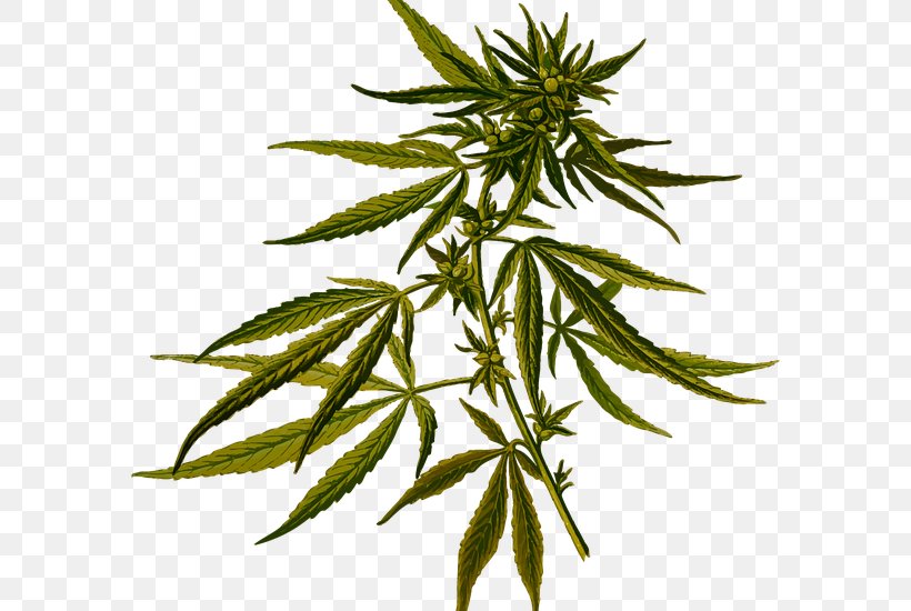 Cannabis Sativa Hash Oil Hash, Marihuana & Hemp Museum, PNG, 700x550px, Cannabis Sativa, Cannabidiol, Cannabis, Cannabis Concentrate, Cannabis Ruderalis Download Free