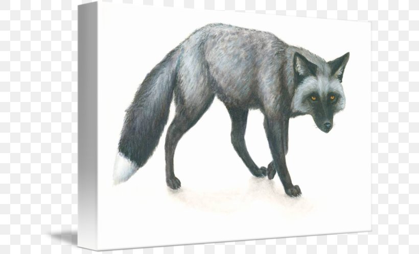 Silver Fox Domesticated Red Fox Fur, PNG, 650x498px, Silver Fox, Aretus, Carnivoran, Culture, Dog Like Mammal Download Free