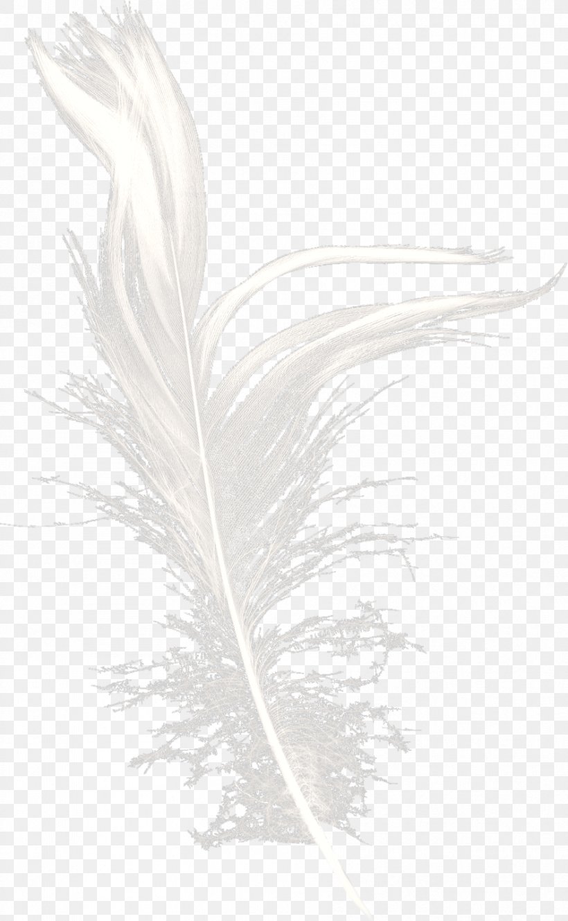 White Feather Black Pattern, PNG, 886x1437px, White, Bird, Black, Black And White, Feather Download Free